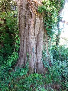 Alain Bigou, le 11 octobre 2024 (Lasseube (Arboretum de Payssas))