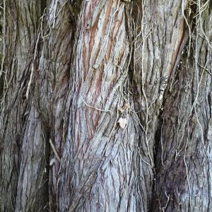 Cupressus macrocarpa Hartw. ex Gordon [1849] [nn20273] par Alain Bigou le 11/10/2024 - Lasseube