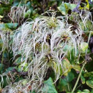 Clematis vitalba L. [1753] [nn18235] par Alain Bigou le 11/10/2024 - Lasseube