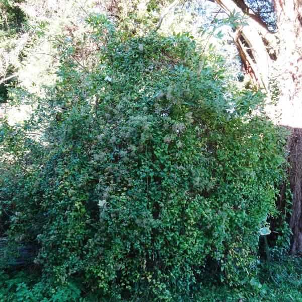 Clematis vitalba L. [1753] [nn18235] par Alain Bigou le 11/10/2024 - Lasseube