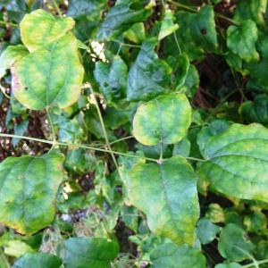 Clematis vitalba L. [1753] [nn18235] par Alain Bigou le 11/10/2024 - Lasseube