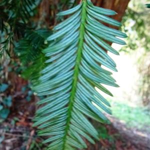 Sequoia sempervirens (D.Don) Endl. [1847] [nn63108] par Alain Bigou le 11/10/2024 - Lasseube