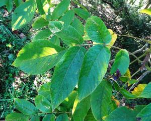 Alain Bigou, le 11 octobre 2024 (Lasseube (Arboretum de Payssas))