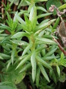 Patrick Ressayre, le  7 décembre 2025 (Bourg-Saint-Andéol)