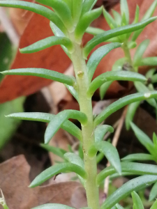 Patrick Ressayre, le  7 décembre 2025 (Bourg-Saint-Andéol)