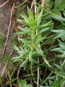 Patrick Ressayre, le  7 décembre 2025 (Bourg-Saint-Andéol)