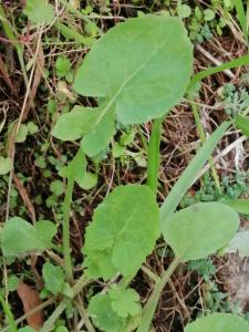 Patrick Ressayre, le  7 décembre 2025 (Bourg-Saint-Andéol)