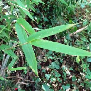 Phyllostachys nigra (Lodd. ex Lindl.) Munro [1868] [nn51021] par Alain Bigou le 11/10/2024 - Lasseube