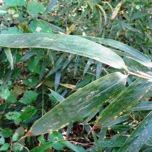 Phyllostachys nigra (Lodd. ex Lindl.) Munro [1868] [nn51021] par Alain Bigou le 11/10/2024 - Lasseube