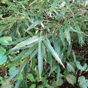 Phyllostachys nigra (Lodd. ex Lindl.) Munro [1868] [nn51021] par Alain Bigou le 11/10/2024 - Lasseube