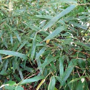 Phyllostachys nigra (Lodd. ex Lindl.) Munro [1868] [nn51021] par Alain Bigou le 11/10/2024 - Lasseube