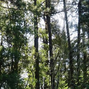 Pinus strobus L. [1753] [nn49701] par Alain Bigou le 11/10/2024 - Lasseube