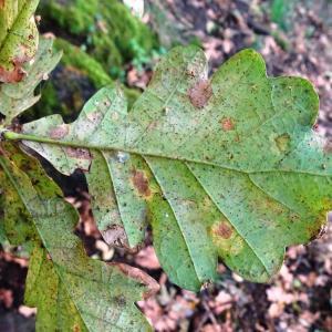 Quercus robur L. [1753] [nn75316] par Alain Bigou le 20/10/2024 - Merles