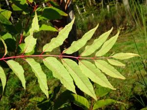 Alain Bigou, le 24 octobre 2024 (Sousceyrac-en-Quercy (La Croix de Pierre))
