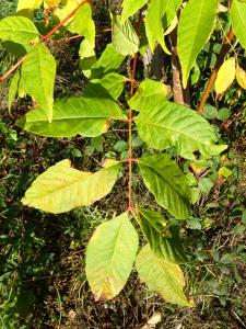Alain Bigou, le 24 octobre 2024 (Sousceyrac-en-Quercy (La Croix de Pierre))