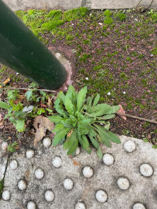 EtudiantsUSPN, le 25 novembre 2025 (Le Raincy (ALLEE CLEMENCET))