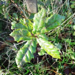 Alain Bigou, le 31 octobre 2024 (Sousceyrac-en-Quercy (La Croix de Pierre))
