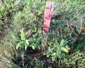 Alain Bigou, le 31 octobre 2024 (Sousceyrac-en-Quercy (La Croix de Pierre))