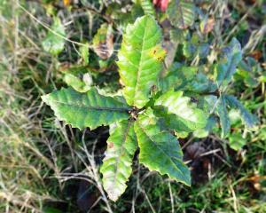 Alain Bigou, le 31 octobre 2024 (Sousceyrac-en-Quercy (La Croix de Pierre))