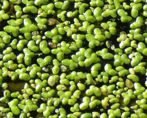 Alain Bigou, le 31 octobre 2024 (Lauresses (Barthe de Montussac))