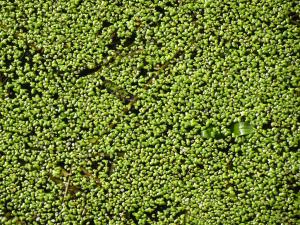 Alain Bigou, le 31 octobre 2024 (Lauresses (Barthe de Montussac))