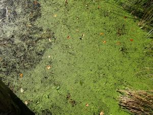 Alain Bigou, le 31 octobre 2024 (Lauresses (Barthe de Montussac))