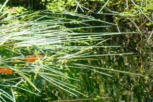 Alain Bigou, le 31 octobre 2024 (Lauresses (Barthe de Montussac))