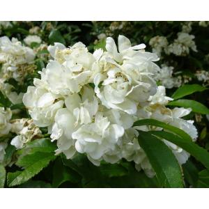 Rosa moschata Herrm. (Églantier musqué)