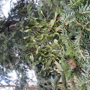 Photographie n°3365923 du taxon Viscum album subsp. abietis (Wiesb.) Abrom.