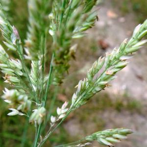 Photographie n°3366010 du taxon Holcus lanatus L. [1753]