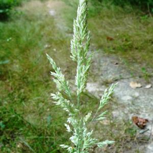 Photographie n°3366011 du taxon Holcus lanatus L. [1753]