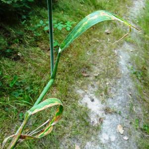 Photographie n°3366012 du taxon Holcus lanatus L. [1753]