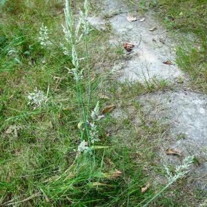 Photographie n°3366013 du taxon Holcus lanatus L. [1753]