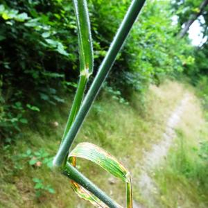 Photographie n°3366014 du taxon Holcus lanatus L. [1753]