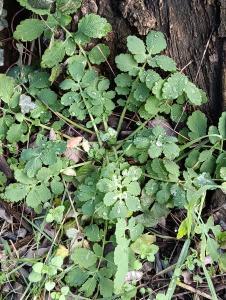 Patrick Ressayre, le 25 décembre 2025 (Saint-Alban-Auriolles)