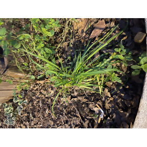 Allium fragrans Vent. (Ail grêle)