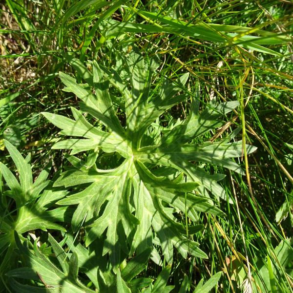 Aconitum vulparia Rchb. [1819] [nn648] par Alain Bigou le 02/08/2025 - Chambon-sur-Lac