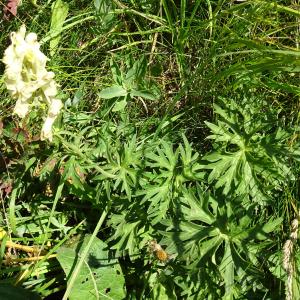 Aconitum vulparia Rchb. [1819] [nn648] par Alain Bigou le 02/08/2025 - Chambon-sur-Lac