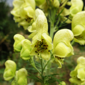 Aconitum anthora L. [1753] [nn496] par Alain Bigou le 25/08/2025 - Sallent de Gállego