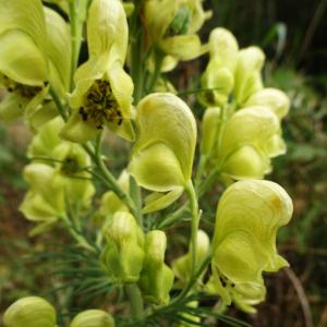 Aconitum anthora L. [1753] [nn496] par Alain Bigou le 25/08/2025 - Sallent de Gállego