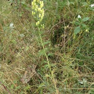 Aconitum anthora L. [1753] [nn496] par Alain Bigou le 25/08/2025 - Sallent de Gállego