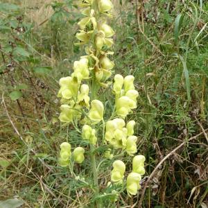 Aconitum anthora L. [1753] [nn496] par Alain Bigou le 25/08/2025 - Sallent de Gállego
