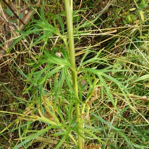 Aconitum anthora L. [1753] [nn496] par Alain Bigou le 25/08/2025 - Sallent de Gállego