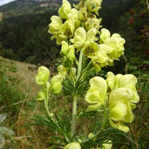 Aconitum anthora L. [1753] [nn496] par Alain Bigou le 25/08/2025 - Sallent de Gállego