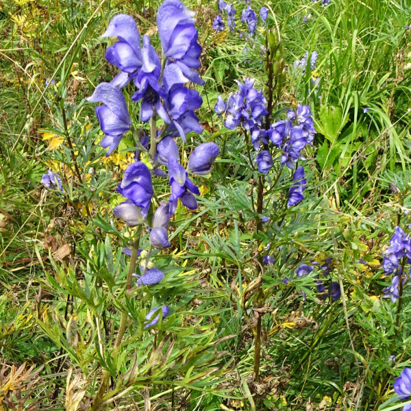 Aconitum napellus L. [1753] [nn562] par Alain Bigou le 25/08/2025 - Sallent de Gállego