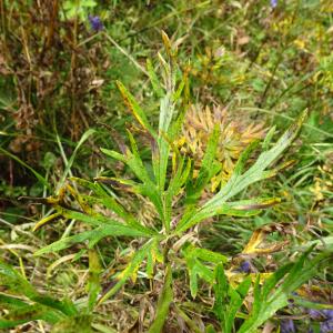 Aconitum napellus L. [1753] [nn562] par Alain Bigou le 25/08/2025 - Sallent de Gállego
