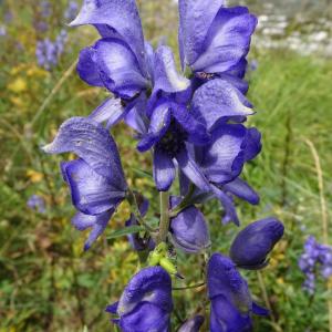 Aconitum napellus L. [1753] [nn562] par Alain Bigou le 25/08/2025 - Sallent de Gállego