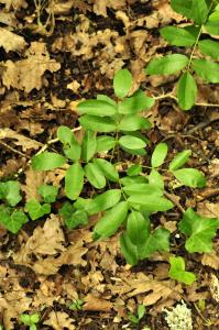 Patrick Ressayre, le  9 mai 2025 (Labeaume)