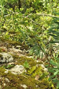 Patrick Ressayre, le  9 mai 2025 (Labeaume)