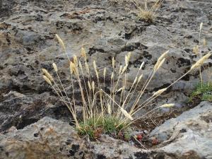Alain Bigou, le 25 août 2025 (Sallent de Gállego (El Portalet))